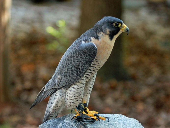 Сапсан Falco peregrinus