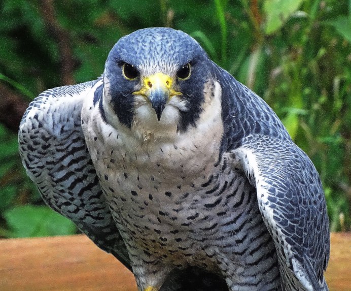 Сокол-Сапсан (Falco peregrinus)