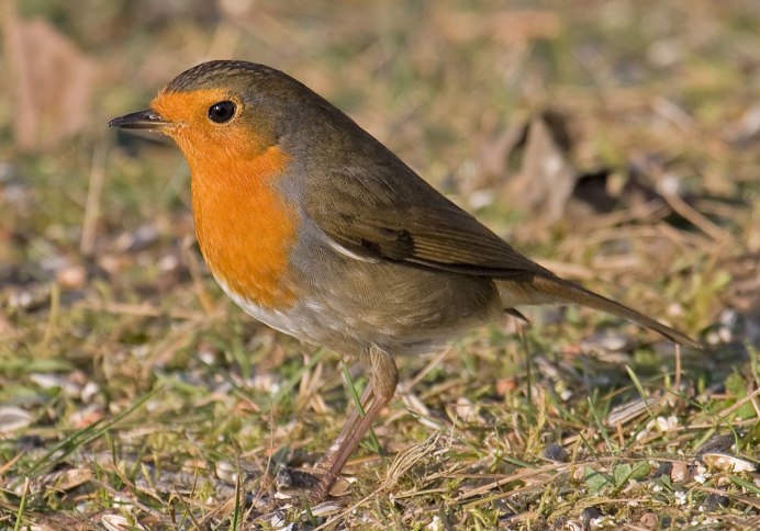 Motacilla Alba yarrellii