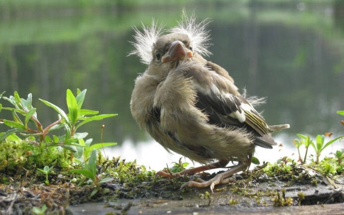 Carduelis Spinus