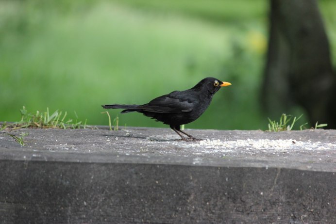 Дрозд чёрный (turdus Merula)