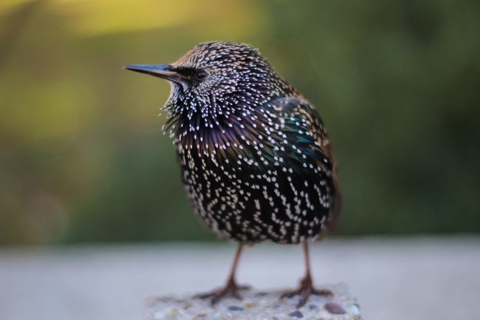 Starling этт