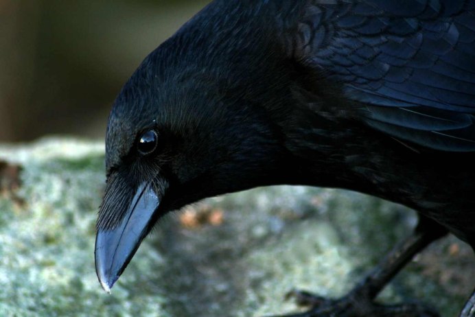 Черный Дрозд птица