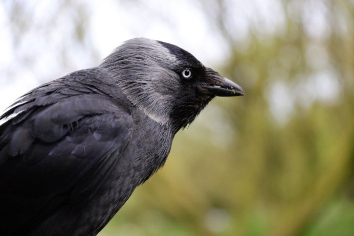 Черная птица с черным клювом