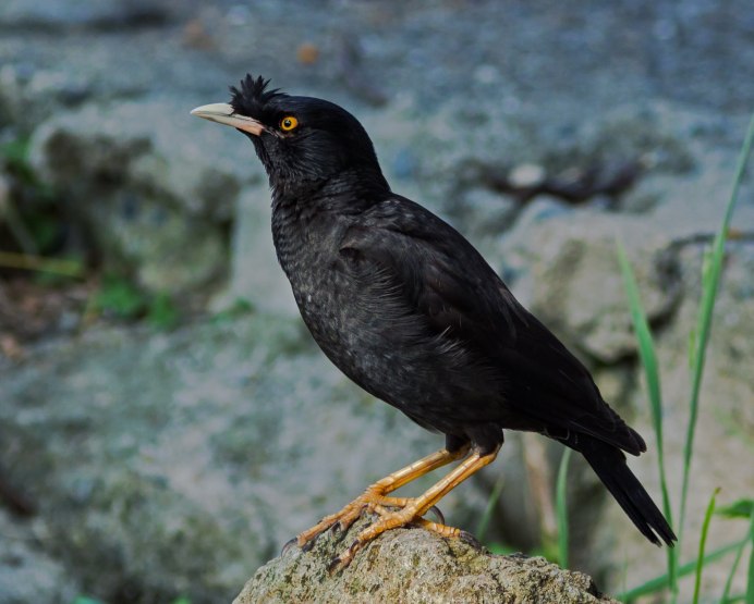 Обыкновенная майна (Acridotheres tristis)
