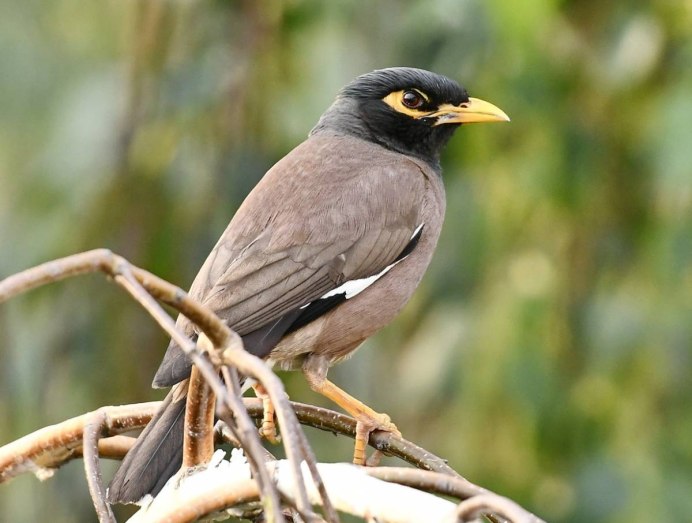 Майна обыкновенная (common Myna).