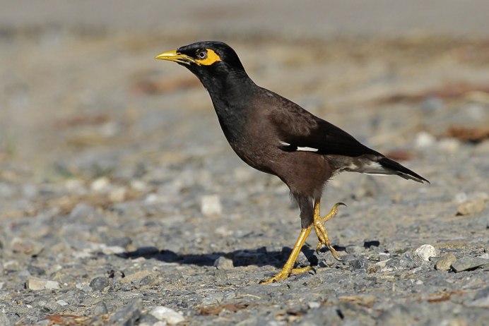 Майна обыкновенная (common Myna).