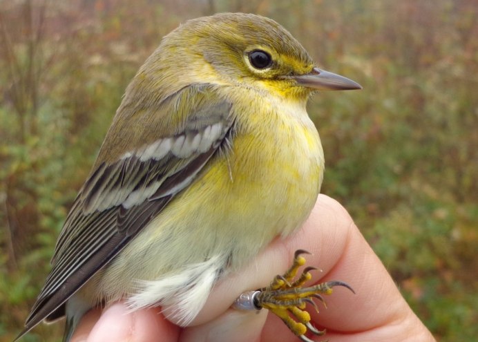 Yellow Warbler птица