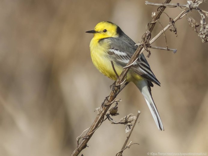 Птица с желтой грудкой