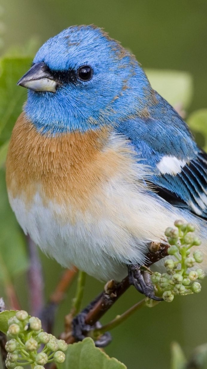 Зяблик (fringílla COÉLEBS)
