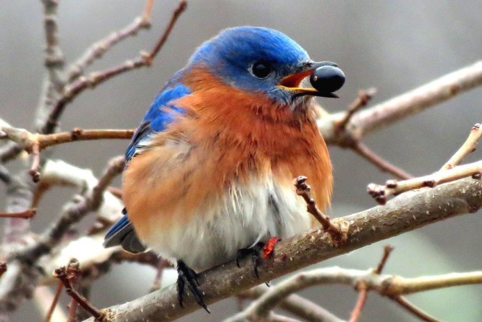 Зяблик (fringílla COÉLEBS)