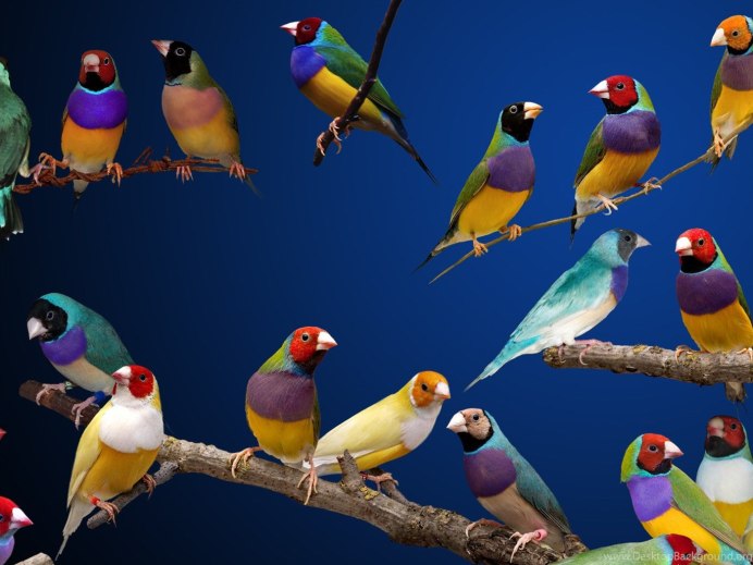 Маленькие разноцветные птички