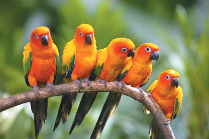 Оранжевый попугай