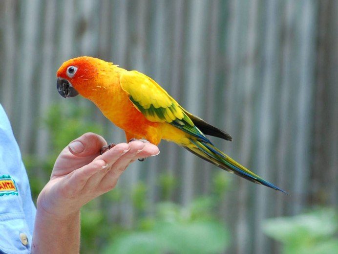 White bellied Caique попугай