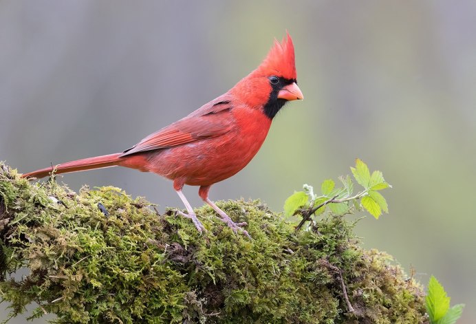 Acanthis flammea
