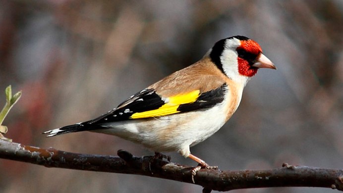 Carduelis flammea