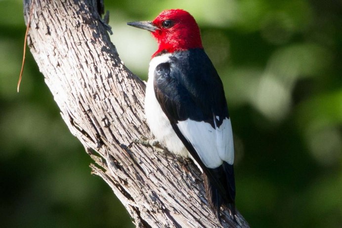 Щегол (Carduelis Carduelis)