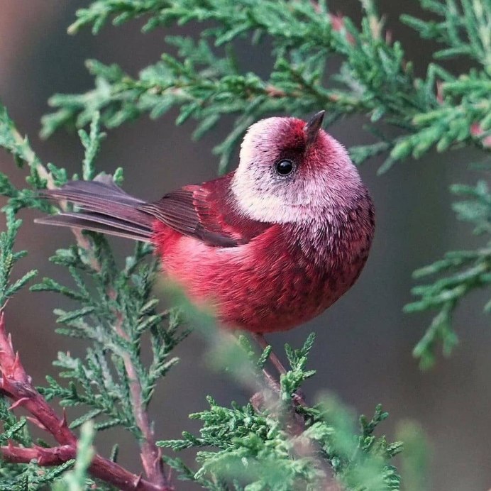 Country Birds