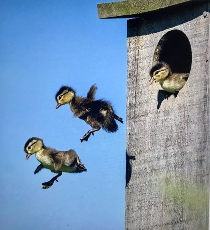 Птенец вылетает из гнезда