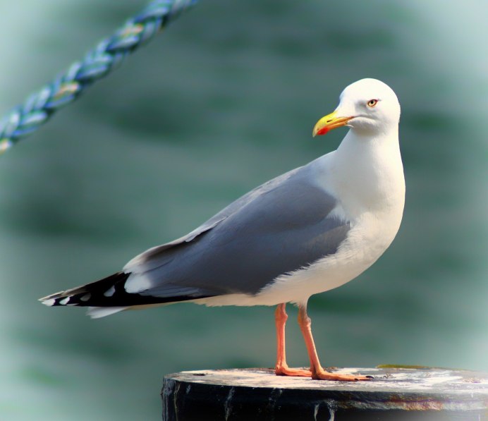 Большая морская Чайка