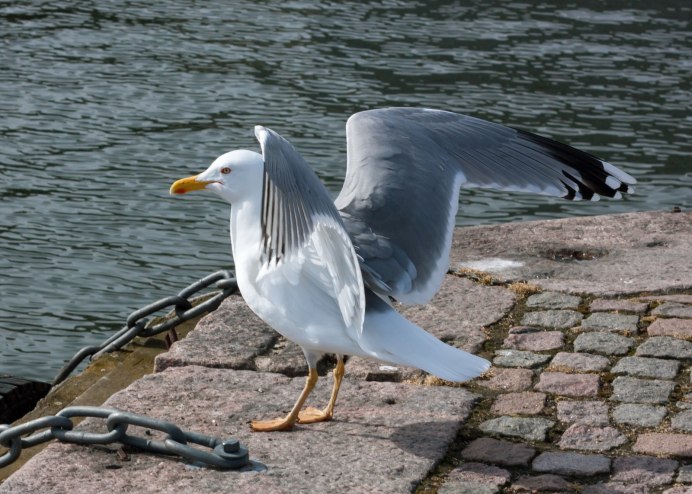 Огромная Чайка