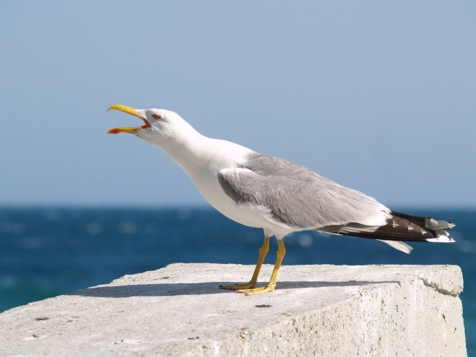 Большая морская Чайка