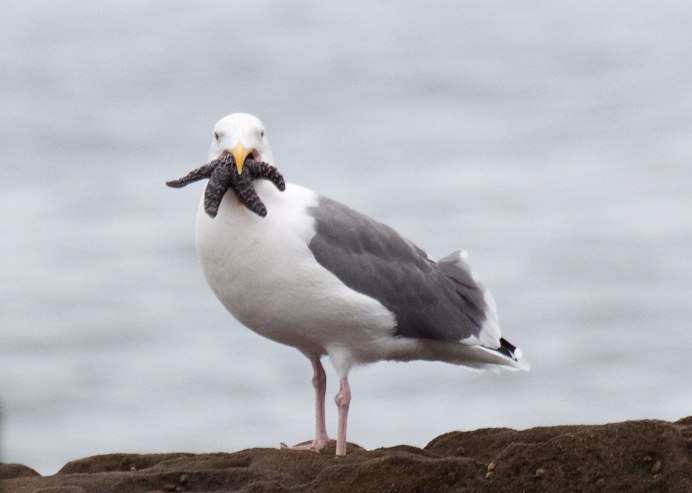 Темная Чайка