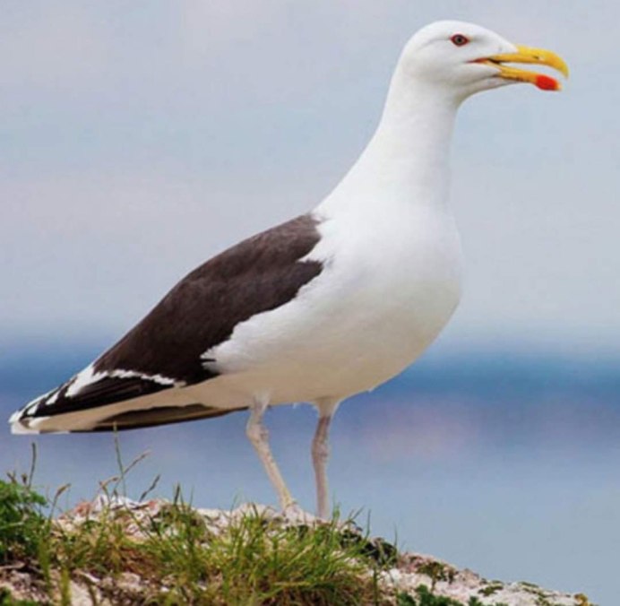 Морская Чайка Larus Marinus
