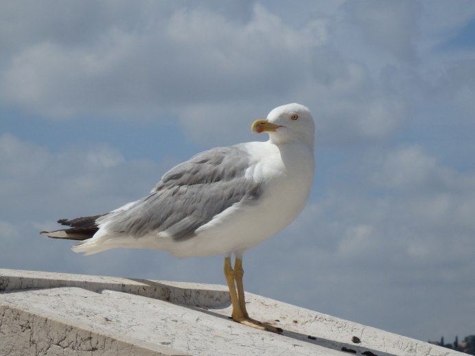 Большая морская Чайка