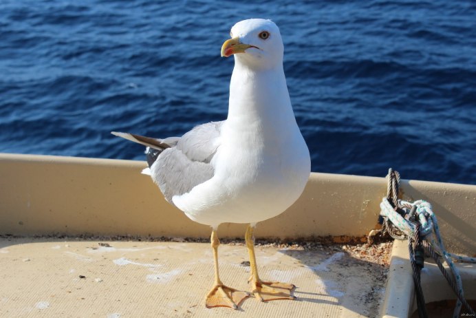 Чайка морская птица