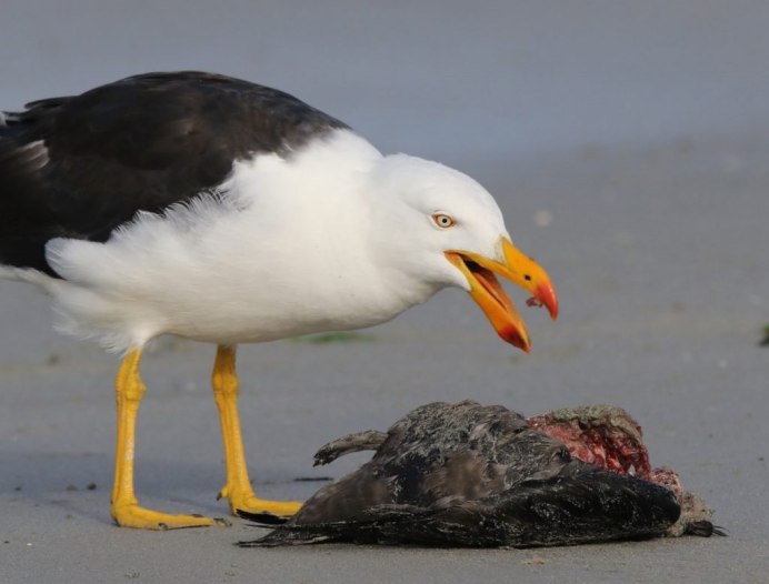 Морская Чайка Баклан