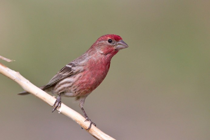 Маленькая птица с красной грудкой
