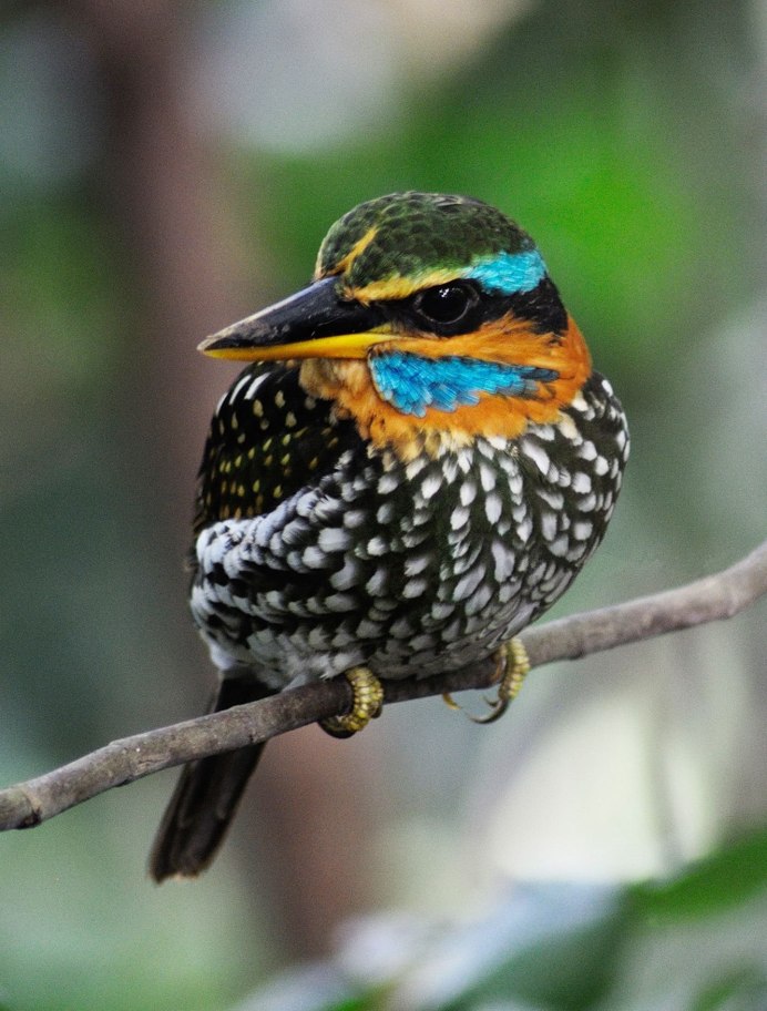 Золотой шилоклювый дятел