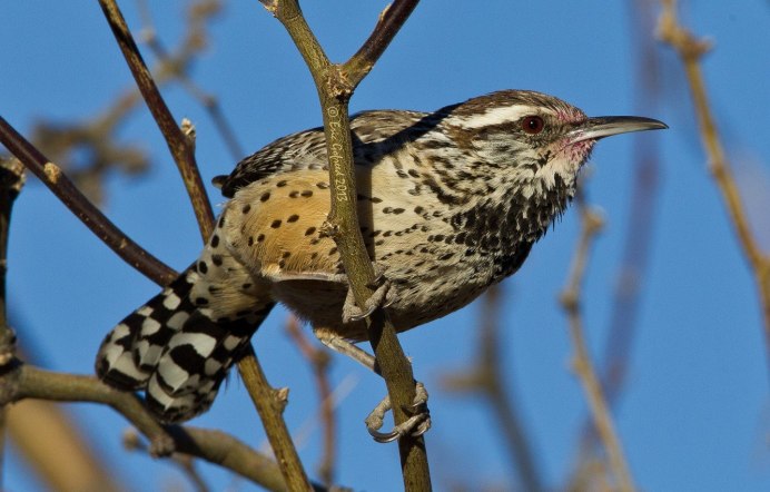Pardalotus punctatus