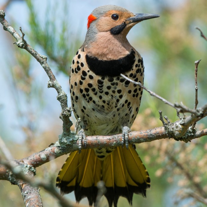 Ореховка американская