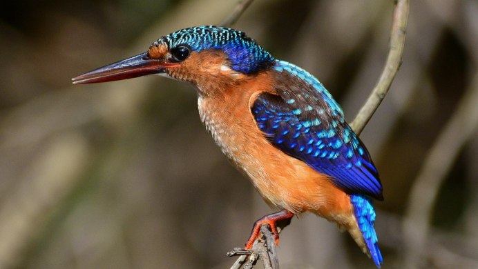 Скворец птенец слеток