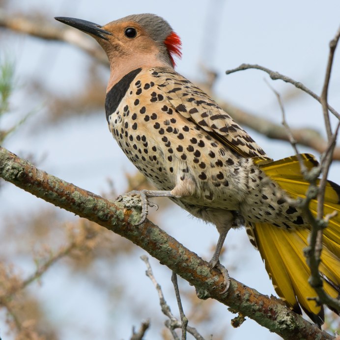 Золотистый шишкоклювый дятел