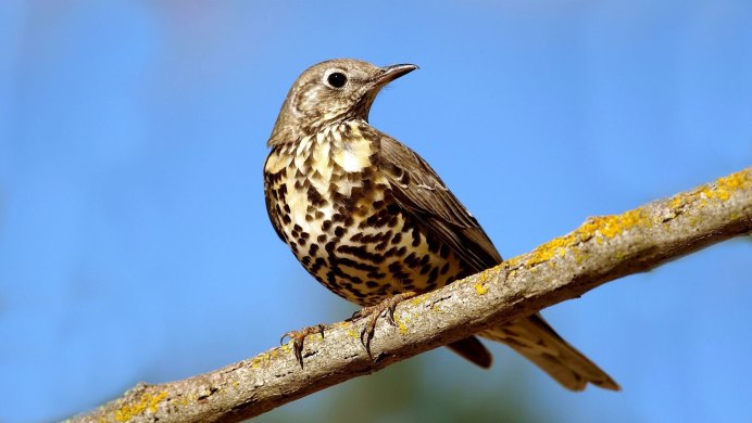 Певчий Дрозд деряба