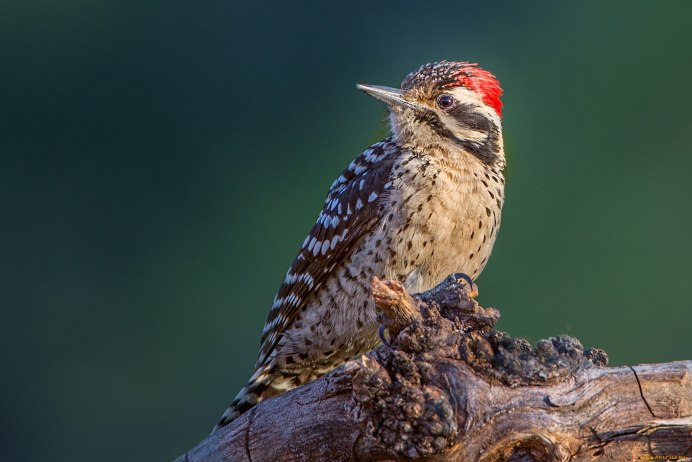 Бородатка Африканская зубчатоклювая