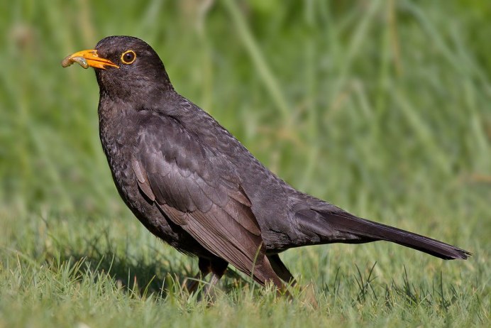Га́лка (лат. Coloeus monedula, syn. Corvus monedula)