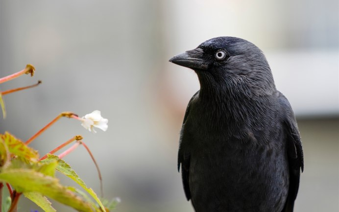 Галка обыкновенная ‒ Corvus monedula