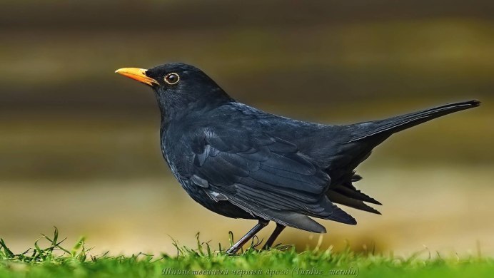 Черная птица с серой шеей