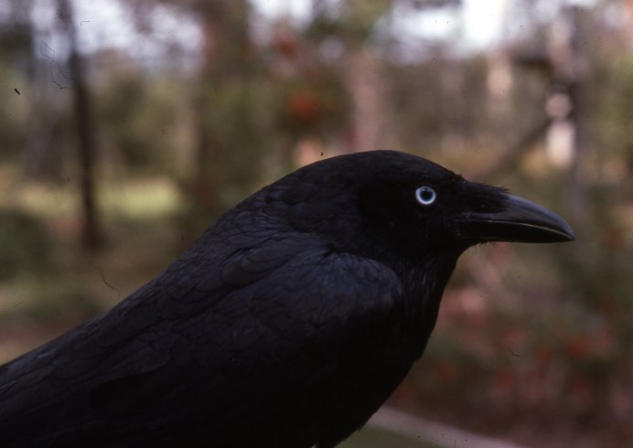 Brewer`s Blackbird