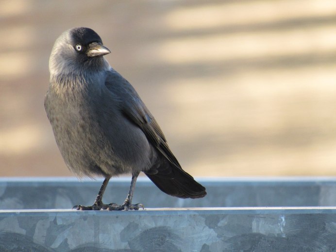 Галка (Corvus monedula)