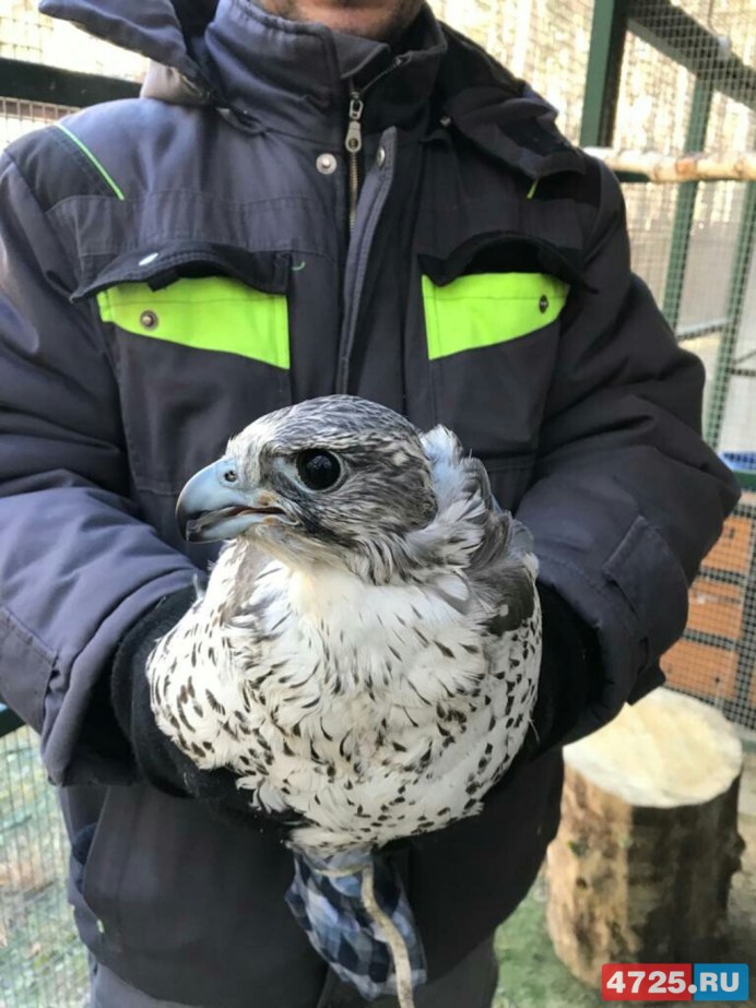 Лазоревка, синяя синица