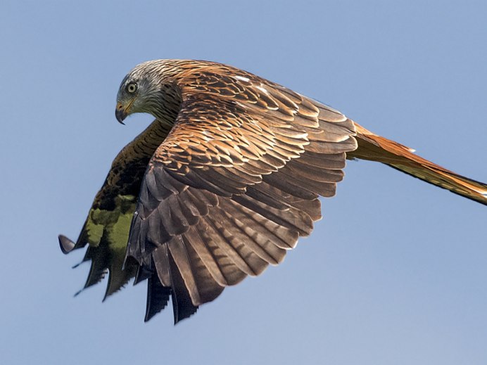Красный Коршун Milvus Milvus
