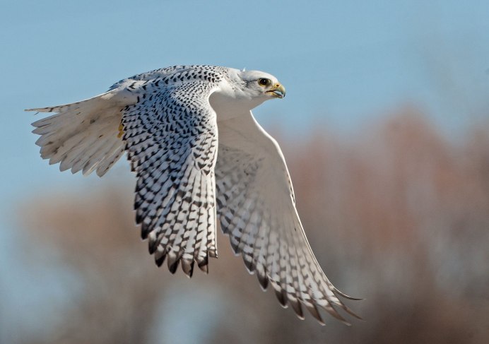 Кречет Falco rusticolus