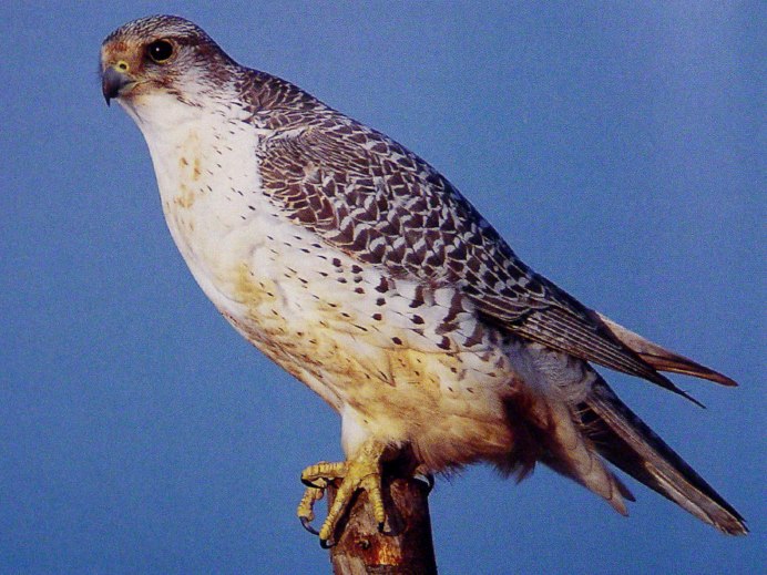 Кречет - Falco rusticolus Linnaeus