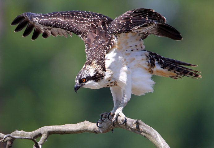 Скопа (Pandion haliaetus)