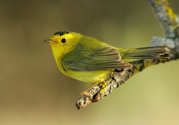 Зеленушка (обыкновенная зеленушка) (Chloris Chloris (Carduelis Chloris))